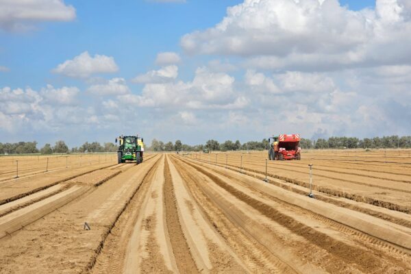 זריעת תפוחי אדמה בשדות לב הנגב (צילום: משרד החקלאות)