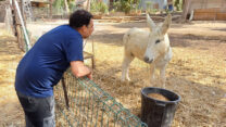 אריאל גבאי, מנהל משק החי של משמר הנגב, עם החמור גורי (צילום: אוריאל לוי)