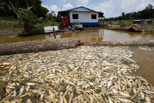 אלפי דגים מתים צפים באגם פיראנה עקב בצורת קשה במדינת אמזונס, במנקפורו, ברזיל (צילום AP/Edmar Barros)
