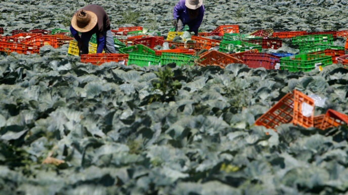עובדים זרים בשדה כרוב של קיבוץ בארי במהלך מבצע צוק איתן ב-2014 (צילום ארכיון: מרים אלסטר / פלאש 90)