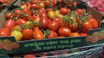 עגבניות ממשק עמר במושב מבטחים (צילום: משרד הביטחון)