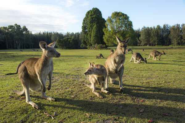 קנגורואים באוסטרליה (צילום: Shutterstock)