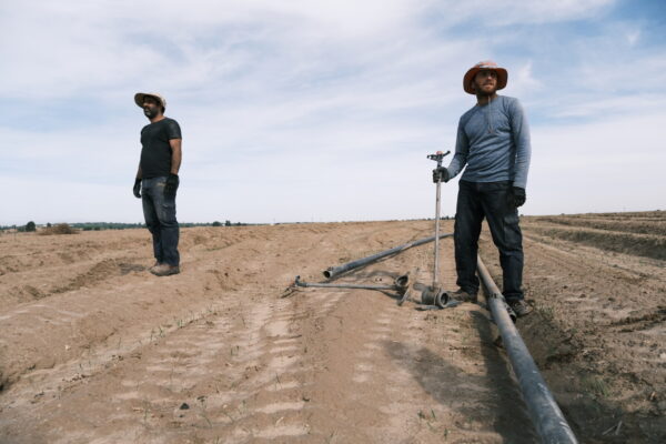 אילון עוז (מימין) וגדי לוי מניחים צינורות השקיה בשדה בבארי. "כשהתחלתי להבין מה קורה, עליתי על רכב וטסתי דרומה" (צילום: דוד טברסקי)