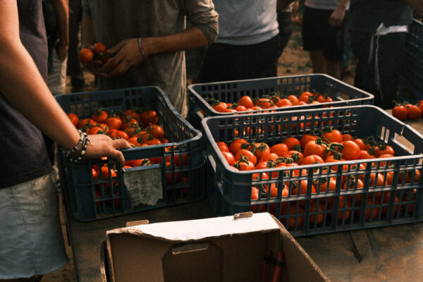 ארגזי עגבניות (צילום: דוד טברסקי)