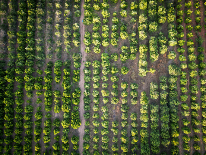 שדות יבול במושב כפר מעש (צילום: עומר פיכמן/פלאש90)