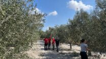 מסיק זיתים (צילום: ענף הזית במועצת הצמחים)