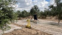 רשתות לאיסוף זיתים במהלך המסיק. (צילום: ענף הזית במועצת הצמחים)