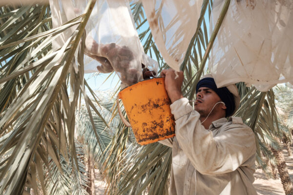 עובד פלסטיני בגדיד תמרים בקיבוץ קליה שליד ים המלח. (צילום ארכיון: יניב נדב, Flash90)