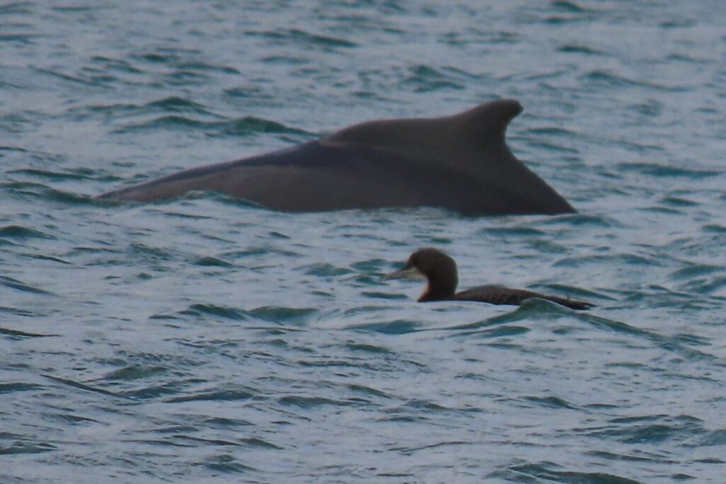 המפגש הראשון בהיסטוריה בין צוללן פסיפי לדולפין מגובנן, אילת (צילום: שחר שליו)