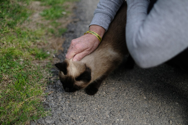 מיצי, החתולה של דני רחמים, עדיין לא חזרה לעצמה (צילום: דוד טברסקי)