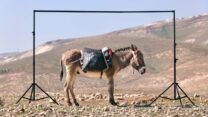 חמור במסגרת (צילום: רונן זן)