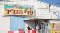 מפעל פרי גליל בחצור הגלילית (צילום: כדיה לוי)