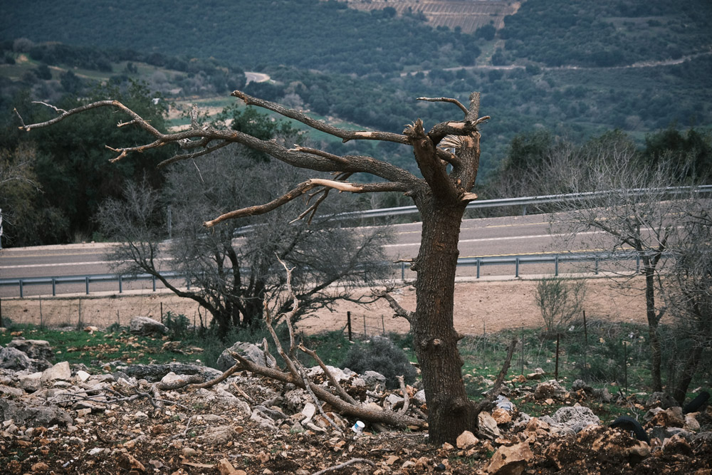 עץ שנפגע מטיל ליד נטועה (צילום ארכיון: דוד טברסקי)