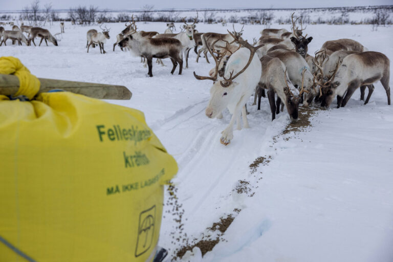 העדר של שרה. הקרח מקשה על האיילים להגיע לחזזיות שהם ניזונים מהן, והרועים נאלצים להאכיל אותם (צילום: REUTERS/Lisi Niesner)