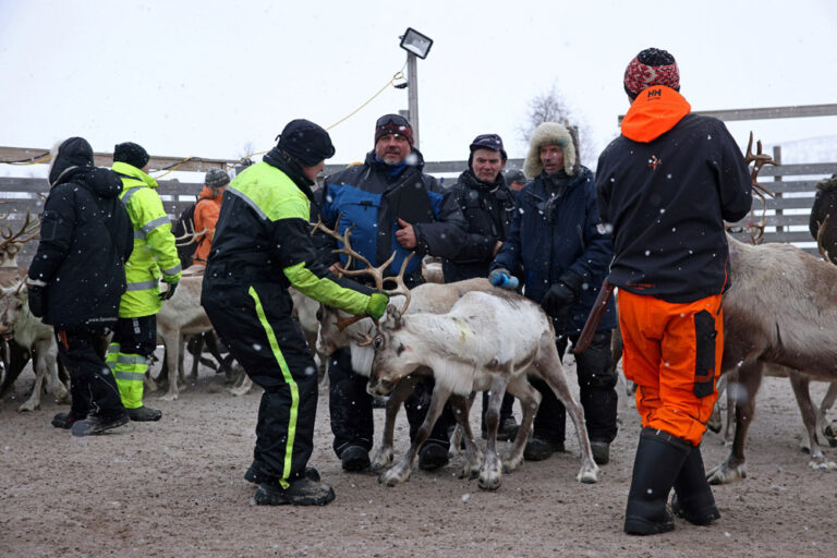 הרועים מפרידים בין האיילים ומסמנים אותם (צילום: REUTERS/Lisi Niesner)