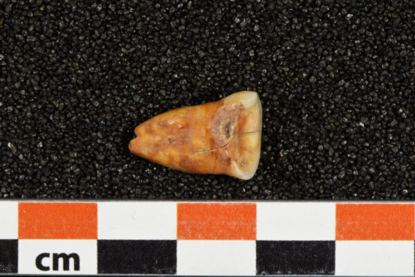 שן אדם שהתגלתה במערה במרוקו (צילום: Heiko Temming/Handout via REUTERS)