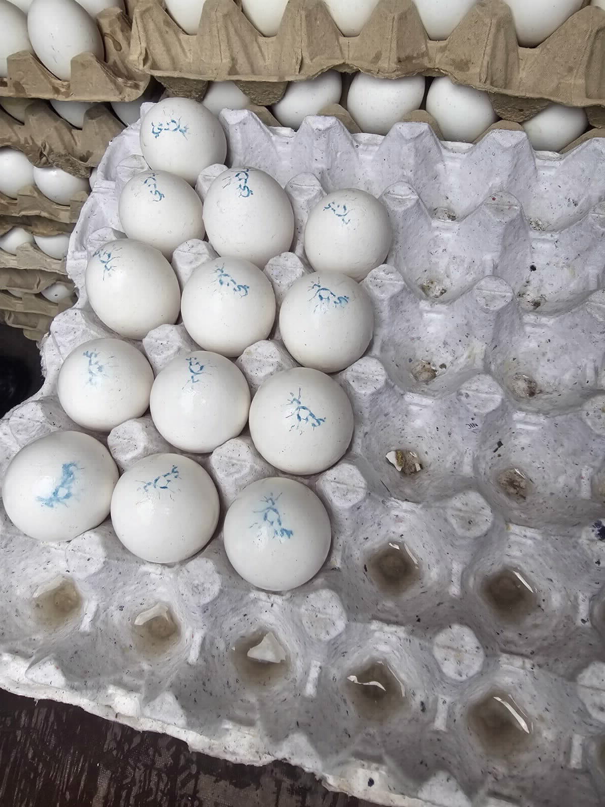 הביצים שנתפסו (צילום: משרד החקלאות)