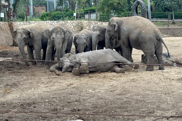 גם פילים מתאבלים: ורדה הפילה מתה בגיל 66 בספארי