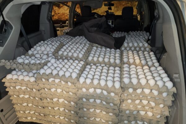 פשיעה חקלאית: סוכלה הברחה של יותר מ-130 אלף ביצים ללא פיקוח תברואתי