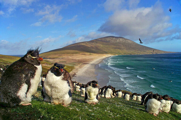 פינגווינים באיי פוקלנד. היו ארגנטינאיים לחודשיים (צילום: Ben Tubby &#8211; flickr.com)