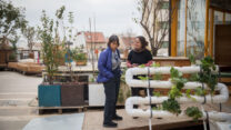 חקלאות עירונית על גג בניין כלל בירושלים (צילום ארכיון: הדס פרוש, פלאש90)