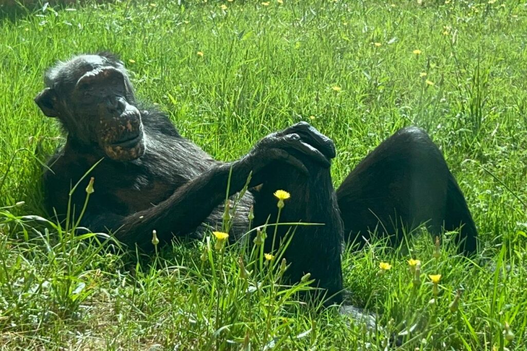שושי השימפנזה, שמתה בגיל 62 (צילום: ספארי רמת גן)