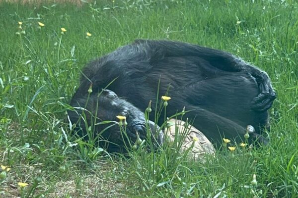 שושי השימפנזה בימיה האחרונים, עם הכדור שלה (צילום: ספארי רמת גן)