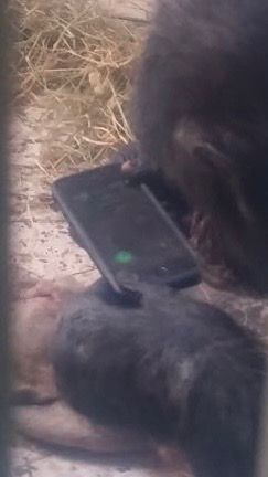 שושי השימפנזה מגלה את הטלפון החכם (צילום: ספארי רמת גן)