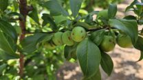 נזקי ברד בשזיף במטע ביסוד המעלה (צילום: קנ"ט)