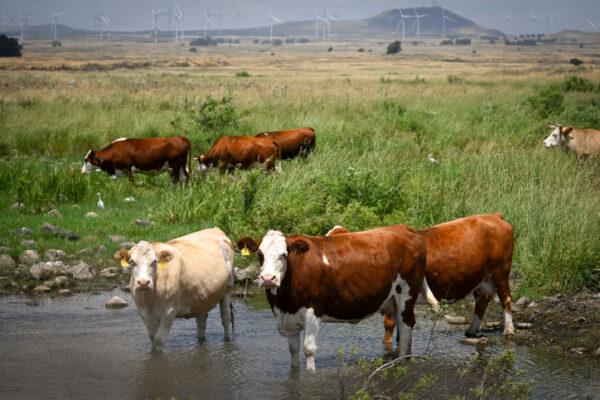 עדר פרות מתקרר בנחל בגולן. למצולמות אין קשר לידיעה (צילום: מיכאל גלעדי/פלאש90)