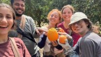 צעירים עובדים בקטיף בתוכנית 'הקיבוץ הנודד' (צילום: התנועה הקיבוצית)