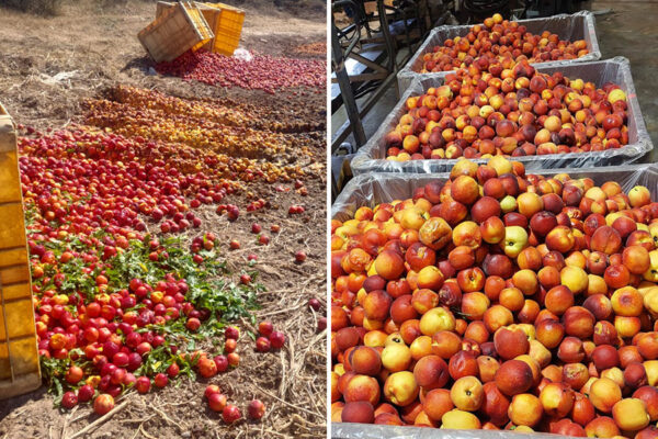 פירות שנקטפו באיחור (צילומים: רני בר נס)