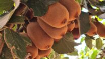 קיווי מזן 'ברונו' (צילום: מועצת הצמחים)