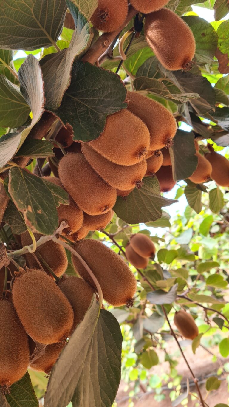 קיווי מזן ברונו (צילום: מועצת הצמחים)