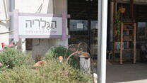 שלט הכניסה לגלריה בנאות מרדכי (צילום: סוניה גרשפט)