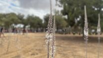 חצבים בניר עוז (צילום: יהל פרג')