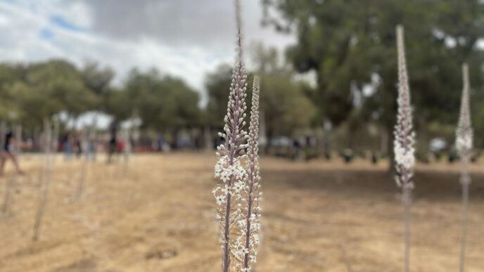 חצבים בניר עוז (צילום: יהל פרג')