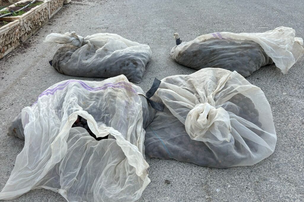200 ק"ג התמרים שנתפסו על ידי המשטרה (צילום: דוברות המשטרה)