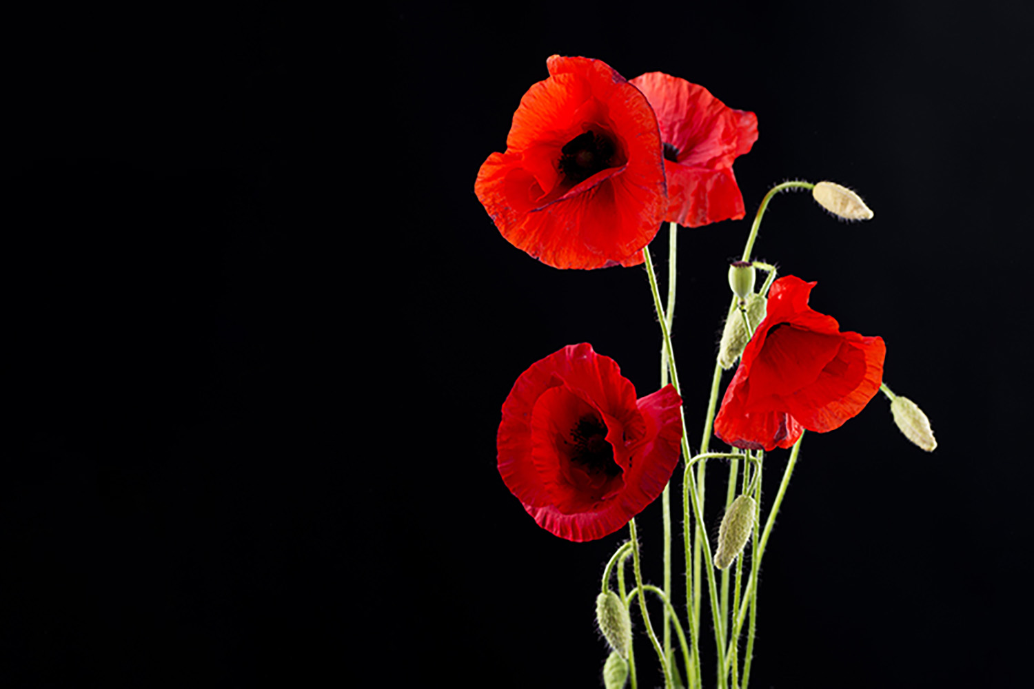 (צילום אילוסטרציה: shutterstock)