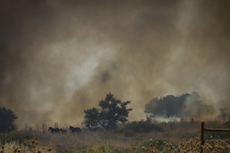 עדר סוסים בורח משריפה בקצרין (צילום: מיכאל גלעדי, מתוך תערוכת 'עדות מקומית 2024')