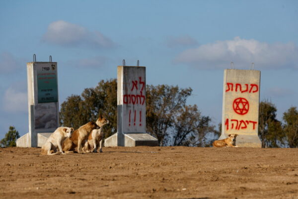 כלבים משוטטים ליד הגבול עם רצועת עזה, ינואר 2024 (צילום: REUTERS/Amir Cohen)