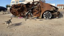 חתול ליד שלד של רכב שפגע בו טיל חיזבאללה, ערב אל עראמשה (צילום: יהל פרג')