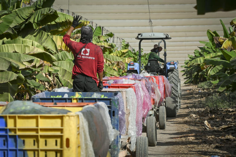 Agricultural students and Thai workers in a banana plantation on the shores of the Sea of ​​Galilee. (Photo: Michael Giladi/Flash90)