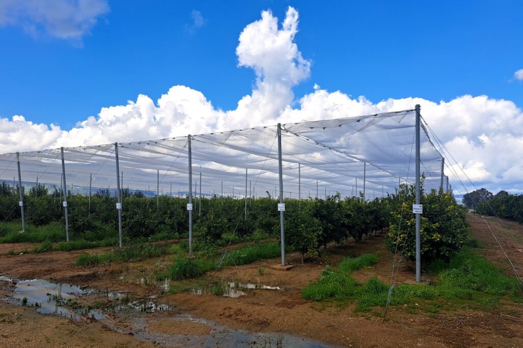 מטע עם כיסוי רשת נגד מזג אויר קיצון בחוות המטעים עמק החולה (צילום: מו"פ צפון-מיגל) מטע עם כיסוי רשת נגד מזג אויר קיצון בחוות המטעים עמק החולה (צילום: מו"פ צפון-מיגל)
