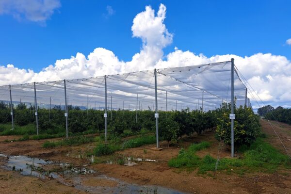 מטע עם כיסוי רשת נגד מזג אויר קיצון בחוות המטעים עמק החולה (צילום: מו"פ צפון-מיגל)
