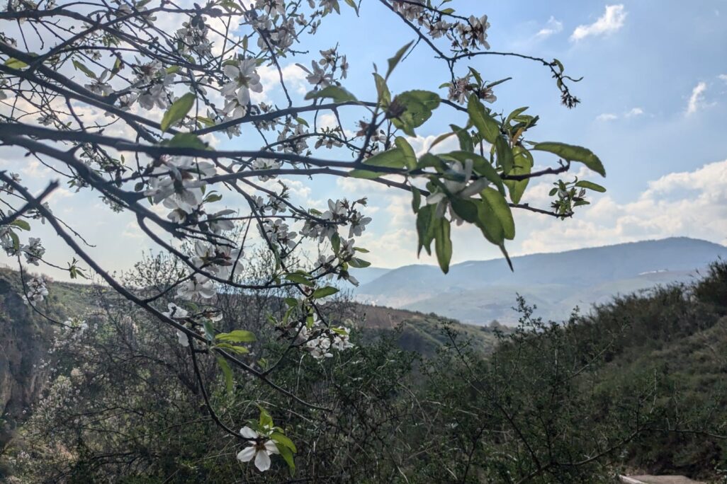 שקדיה בנחל עיון (צילום: קרן שמש)