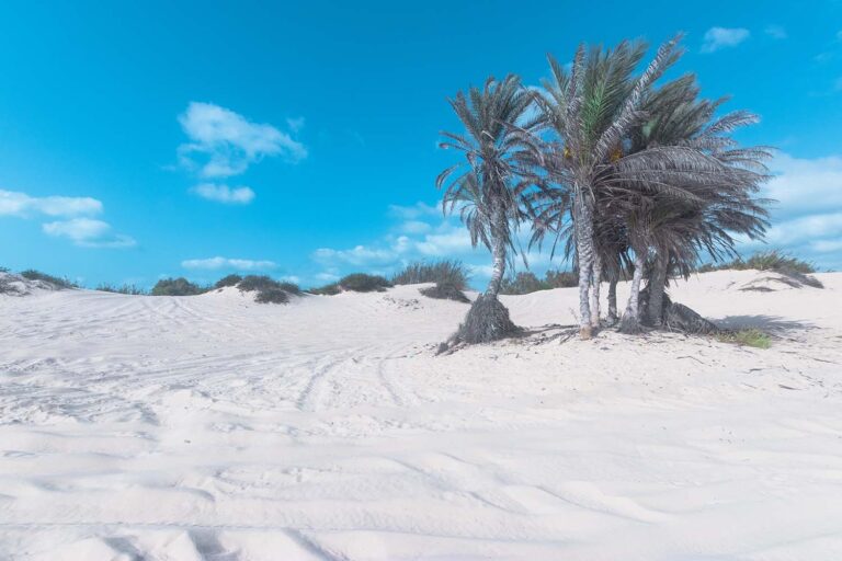 שמורת חולות ניצנים (צילום: אריאל מדינה/ויקימדיה)
