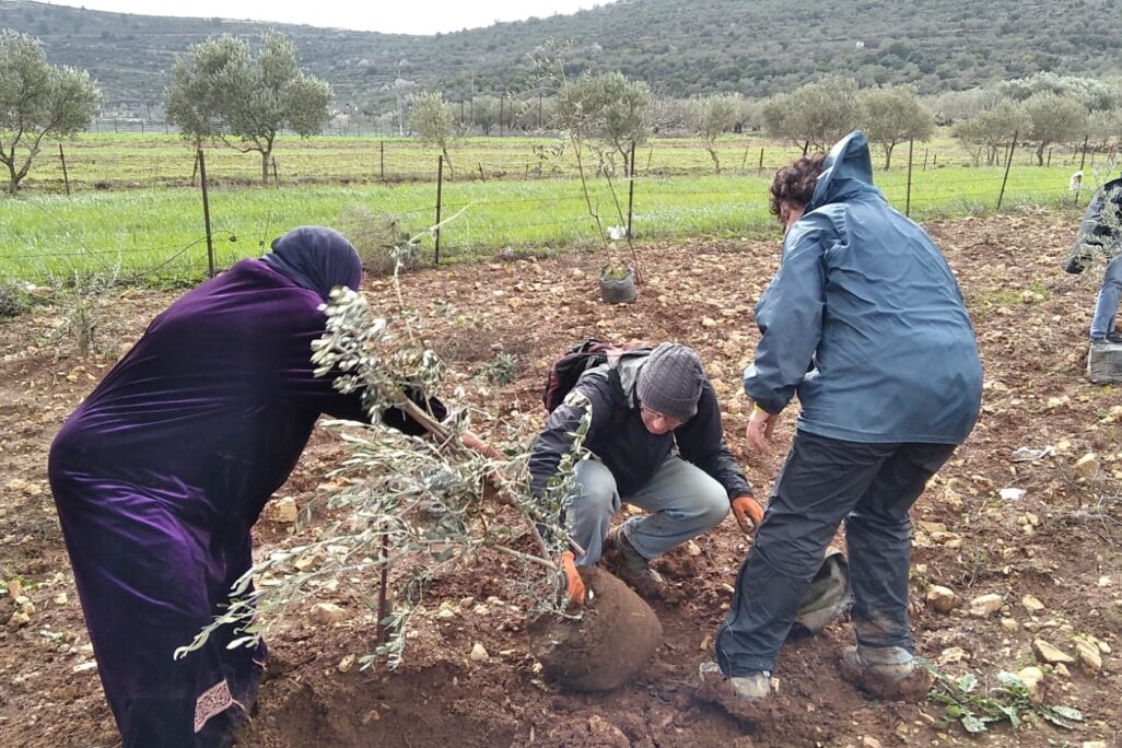 חקלאים פלסטינים ומתנדבים ישראלים נוטעים עצי זית ביהודה ושומרון (צילום: ג'ייקוב לזרוס) חקלאים פלסטינים ומתנדבים ישראלים נוטעים עצי זית ביהודה ושומרון (צילום: ג'ייקוב לזרוס)