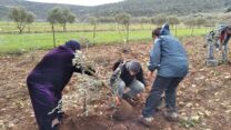 חקלאים פלסטינים ומתנדבים ישראלים נוטעים עצי זית ביהודה ושומרון (צילום: ג'ייקוב לזרוס)