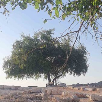 התצפית בתל חדיד (צילום: גלית עובדיה-ליבסון)